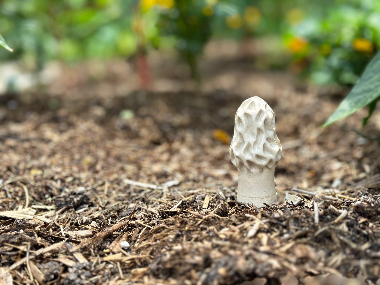 Morel Mushroom